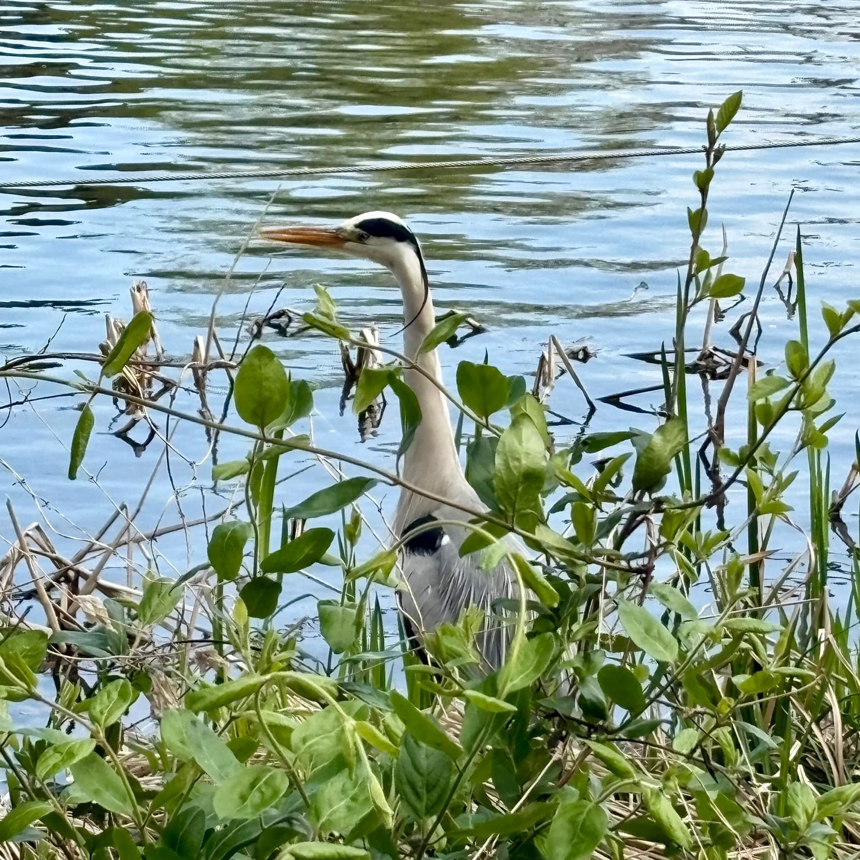 川辺の草の中に佇むアオサギ