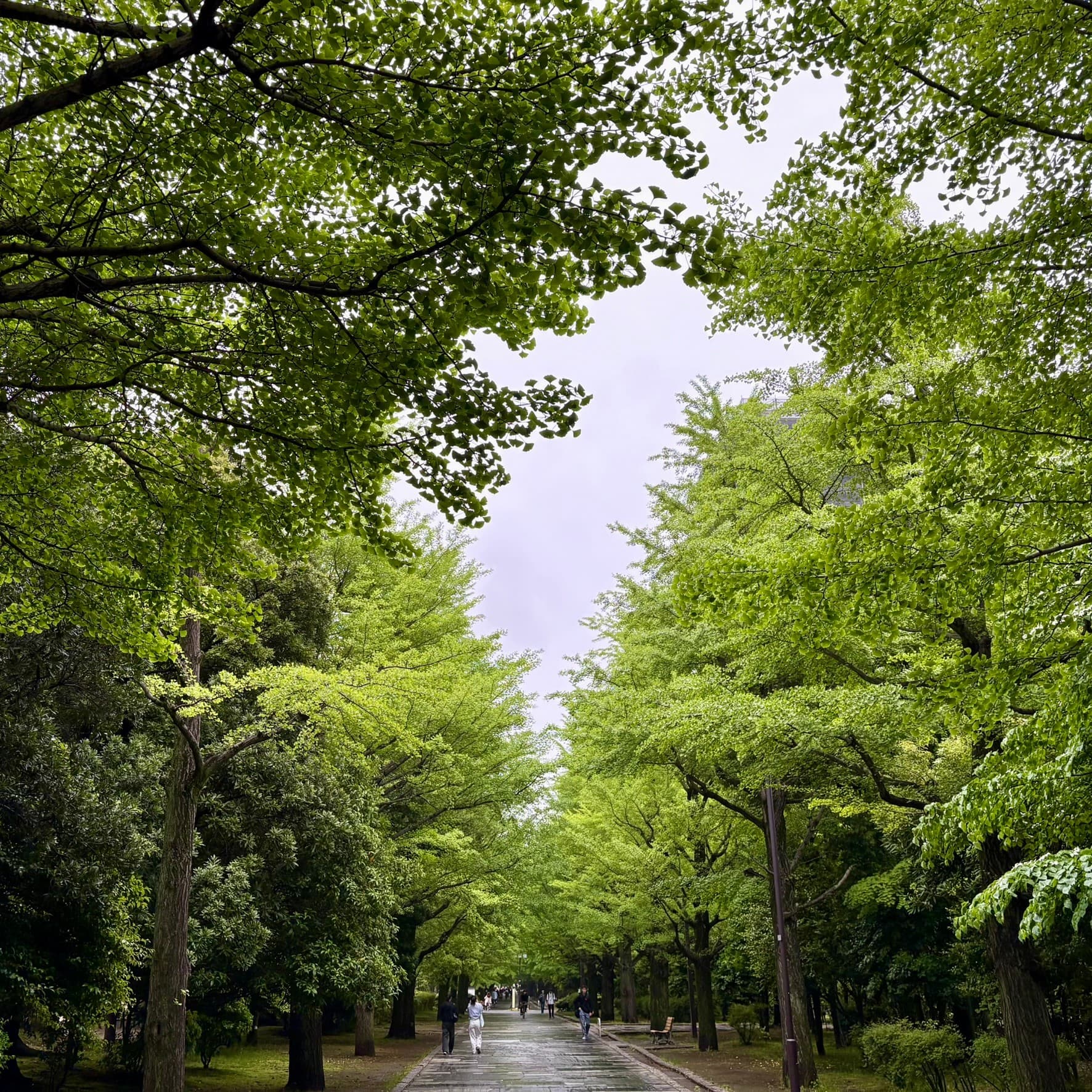 新緑の木々が続く公園の並木道